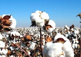 The Authentic Egyptian Cotton