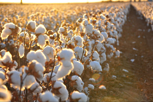 Authentic Egyptian cotton field at sunset in Egypt