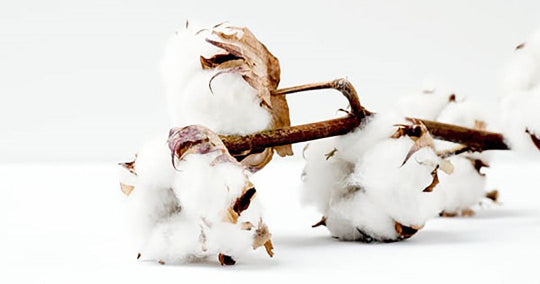 Cotton plant with white cotton bolls on a white background